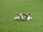FZ004670 Two little lambs.jpg